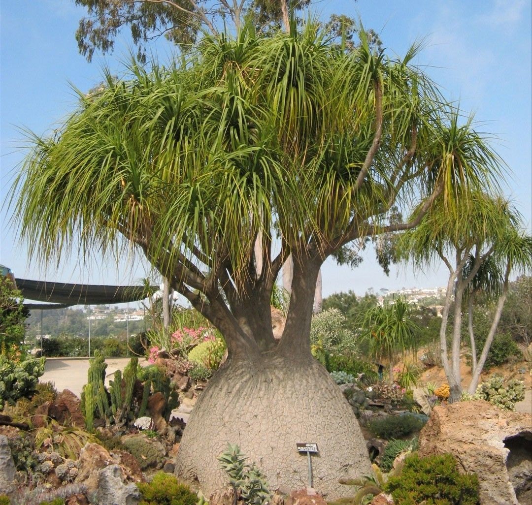 5 Ponytail palm Beaucarnea recurvata elephant's by GreenStuffs