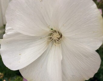 Lavatera 'Mont Blanc' Seeds