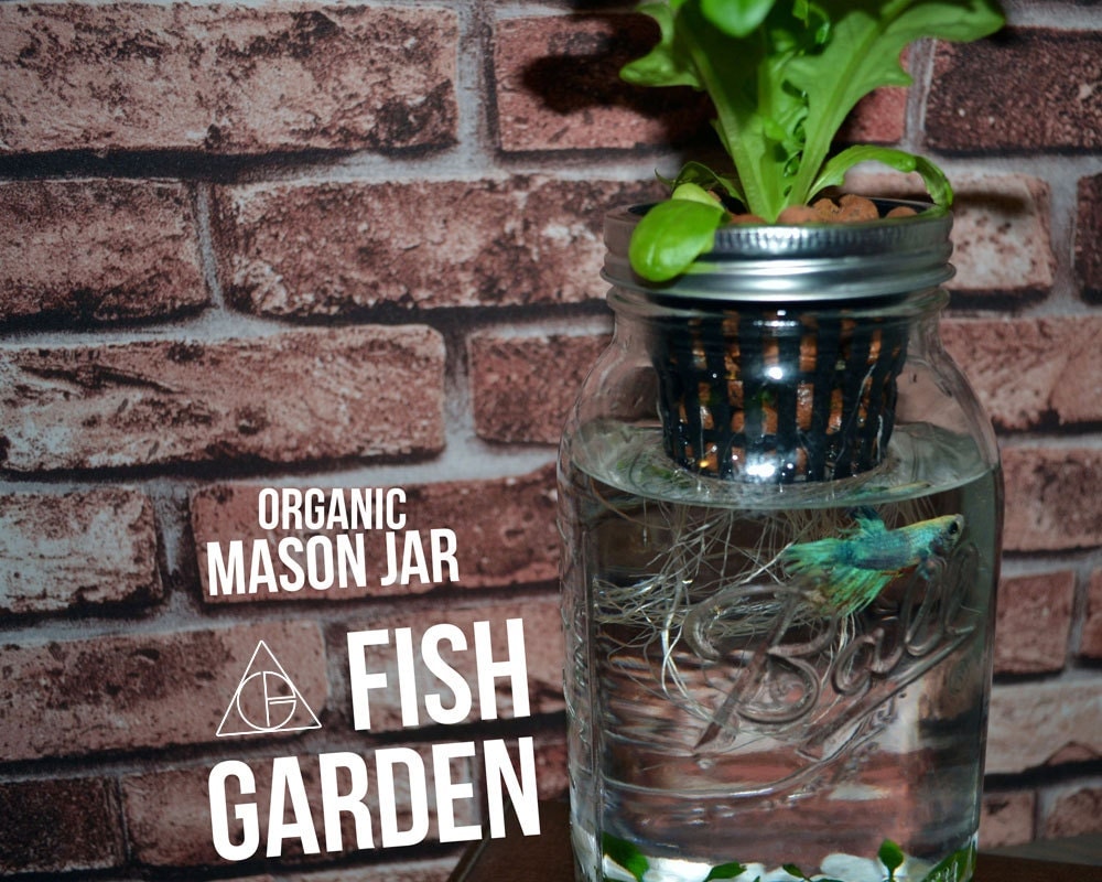 mason jar fish garden - desktop aquaponics and sustainable