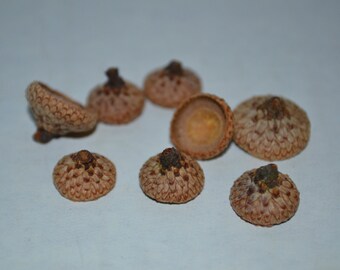 100 Small Acorn Caps, extra tiny acorns shell supply jewelry craft diy resin lot acron cupule oak nut shell, fairy garden diy natural