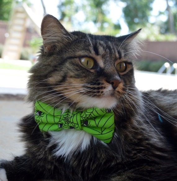 Halloween cat collar Halloween cat bow tie Halloween costume