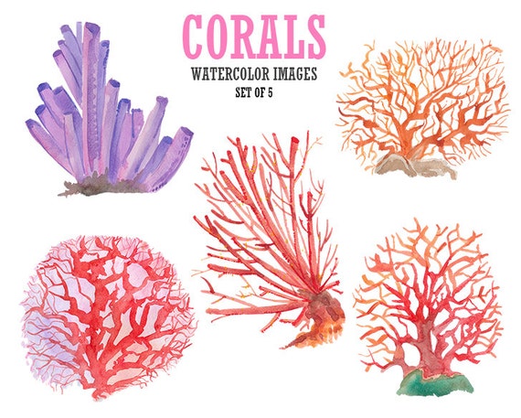 Coral clip art Watercolor clip art Floral digital image Stock