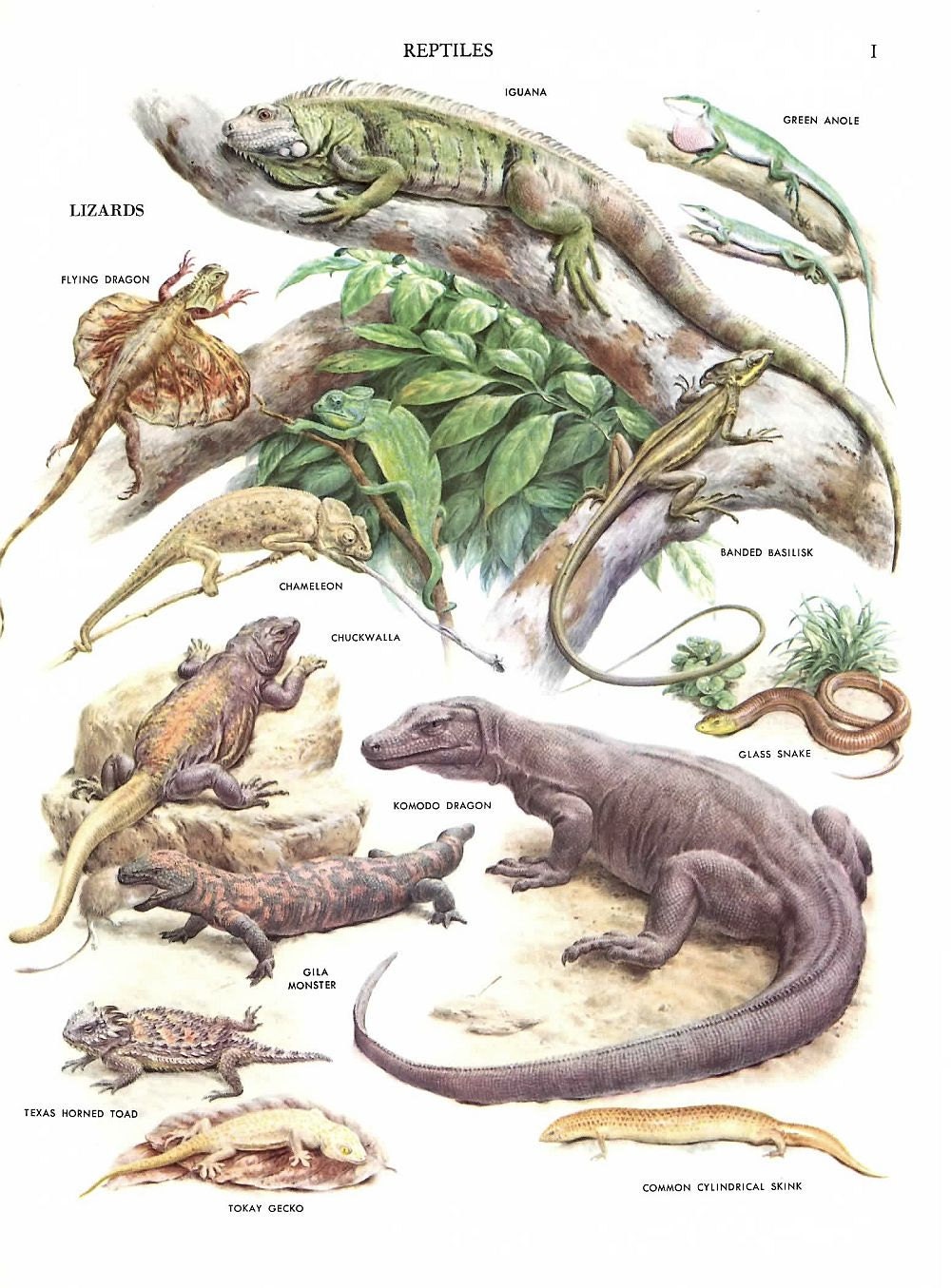  Reptile  Illustrations  Reptile  Print 2 vintage full color