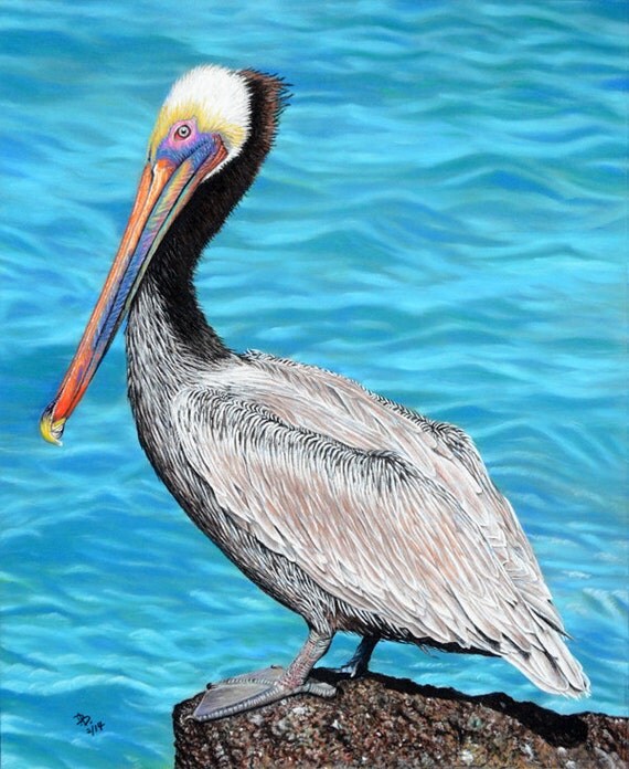 Brown Pelican pastel pencil drawing print