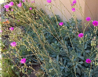 Calandrinia Spectabilis aka Rock Purslane Succulent Cutting/Cuttings Gorgeous Magenta/Purple Flowers drought friendly