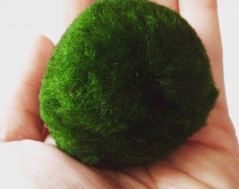 Marimo Moss Ball Aquarium Plant