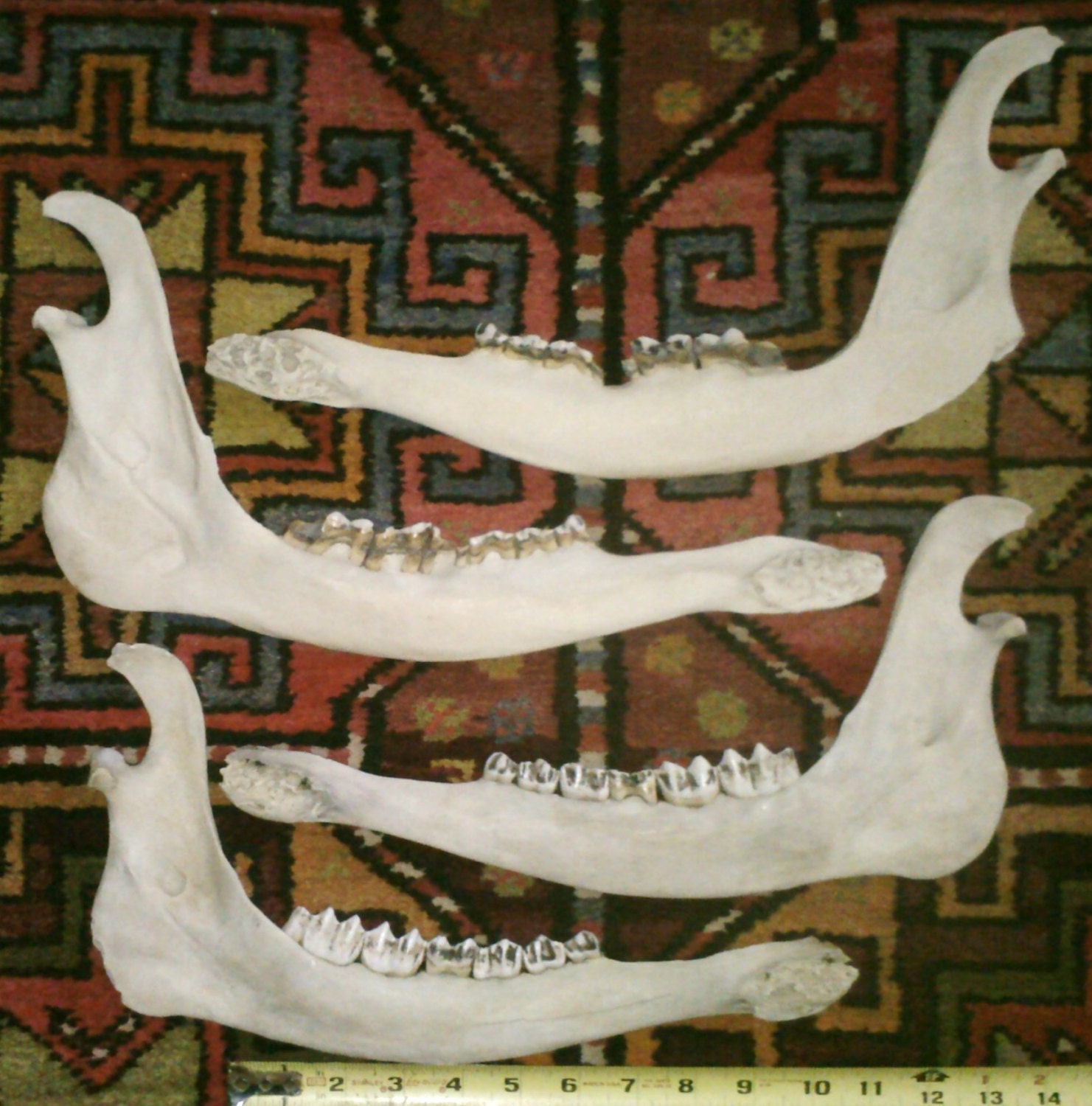 AllNatural Weathered Elk Jaw Bones From by ElkCountryLDhaseleer