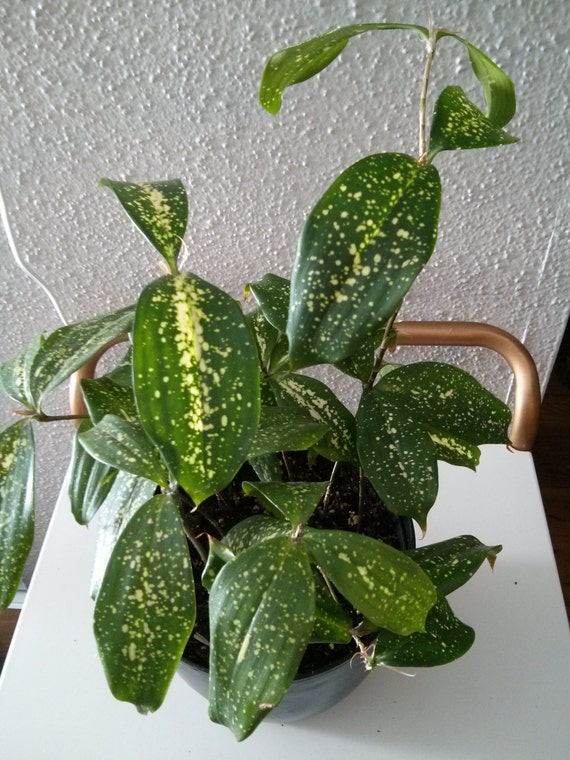 Variegated Leaves Houseplant by Houseplants4u on Etsy