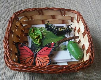 Life Cycle of a Monarch Butterfly, Montessori, Life Science