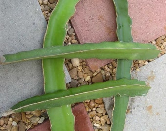 2 Fresh Cut Vietnamese  Yellow Dragon Fruit  5 to 7 Inches Long, See Picture