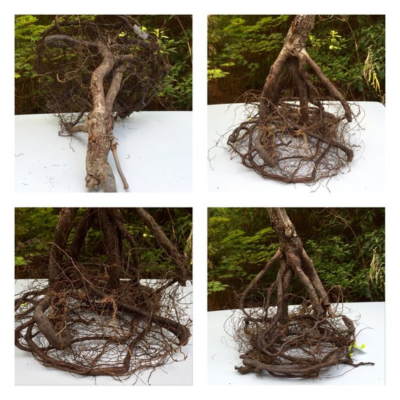 Tree Root, Natural Tree Root 3, Tree Root Sculpture, Root Specimen