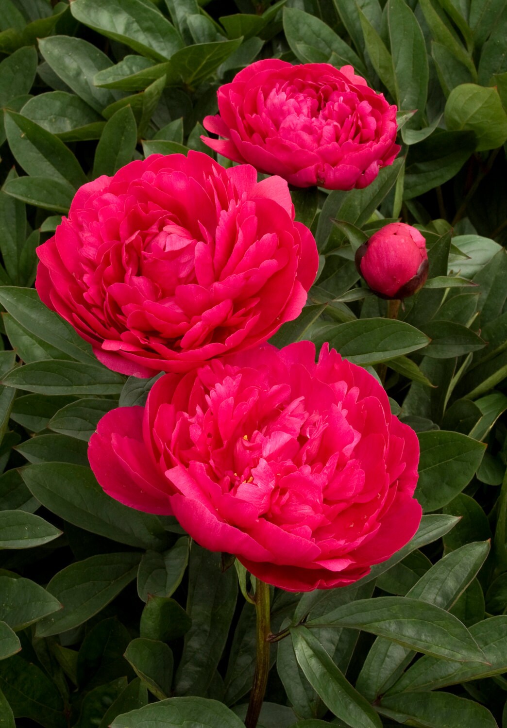 Kansas Peony Red Peonies 35 Eyes 1 Gallon Potted Plant