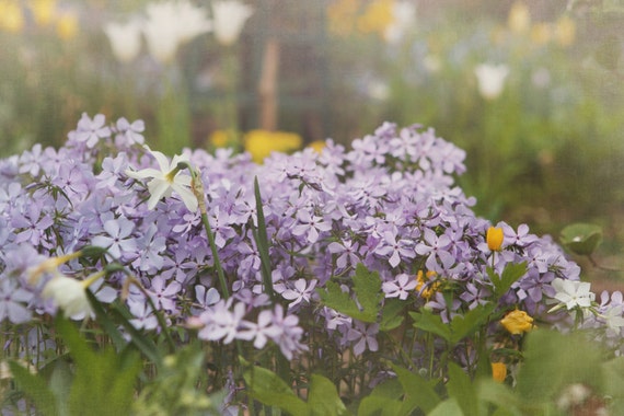 Purple Flower Wall Art Floral photography Purple Home Decor