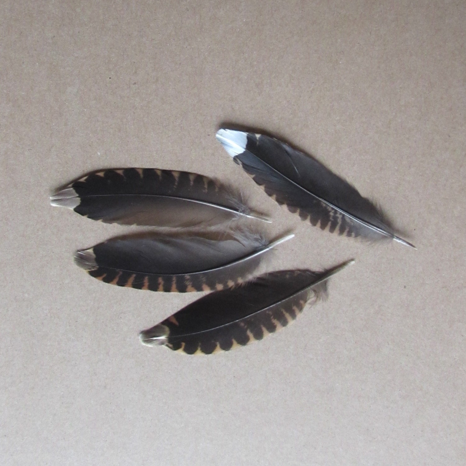 Woodcock Feathers Medium Wings