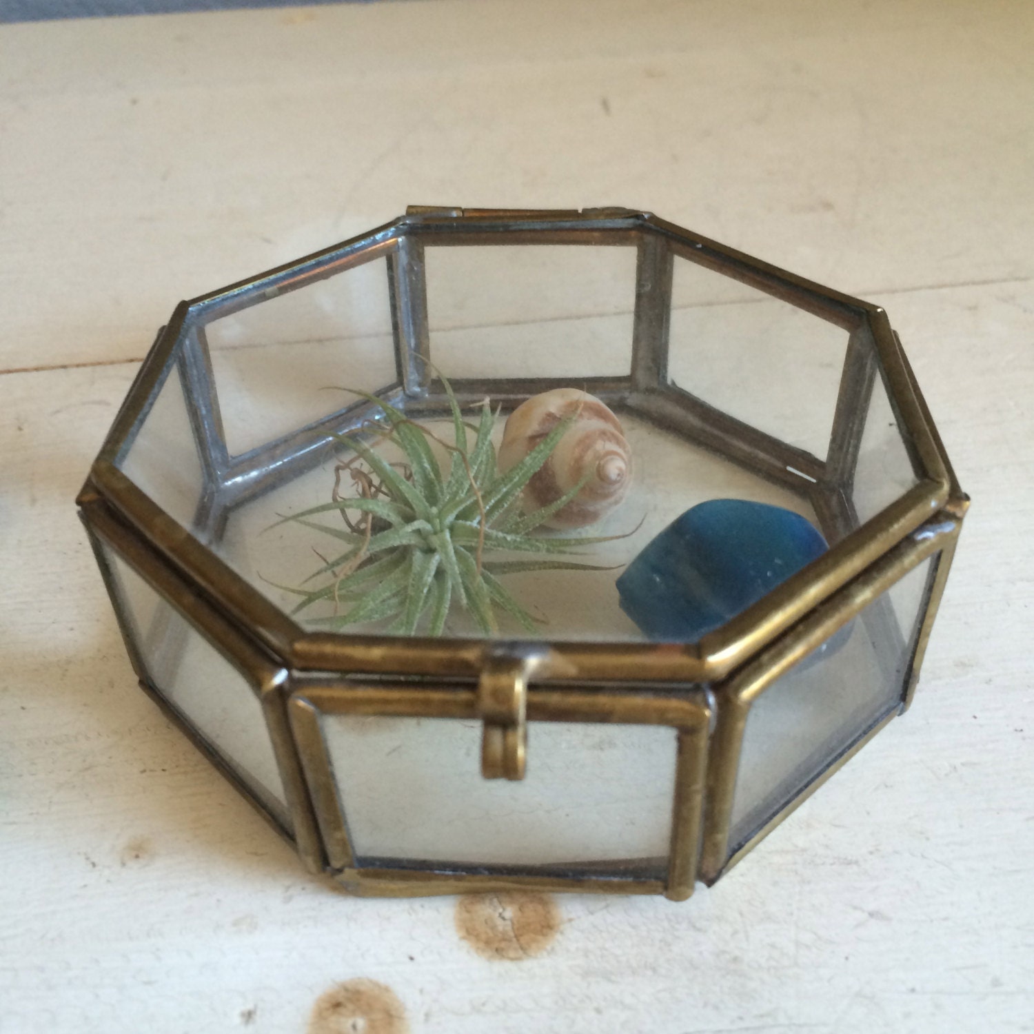 vintage octagon shaped mini terrarium brass and glass