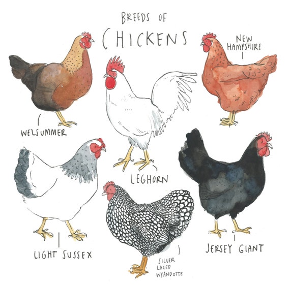 printable-chickens-chicken-print-by-beccaillustrates-on-etsy