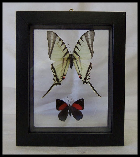 Butterfly Frame Wall Art Framed Butterflies Wall Decor Trendy