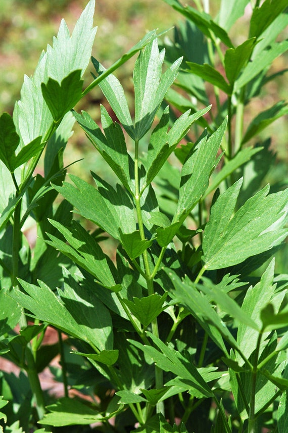 Lovage fresh cut herbs organically grown by ColonialBotanicals
