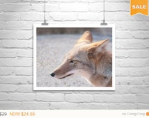 Howling Coyote Art Print By Cassia Beck Art