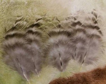 Natural Grizzly Rooster Plumage Feathers - 75 Feathers - CRUELTY FREE