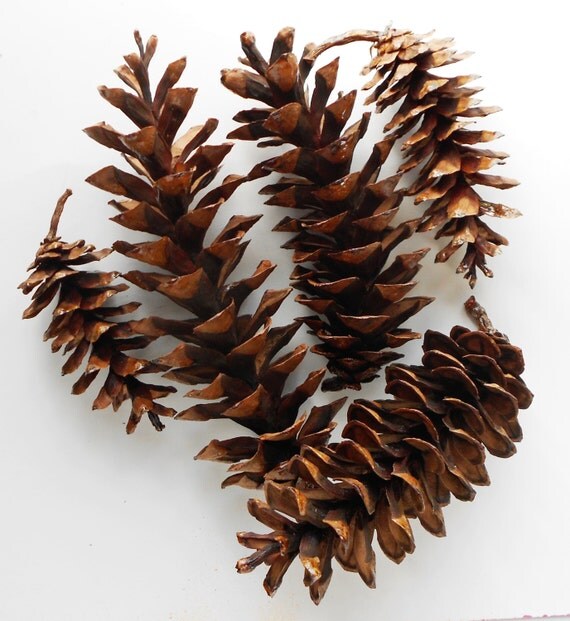 10 Long White Pine Cones Handpicked for Crafting