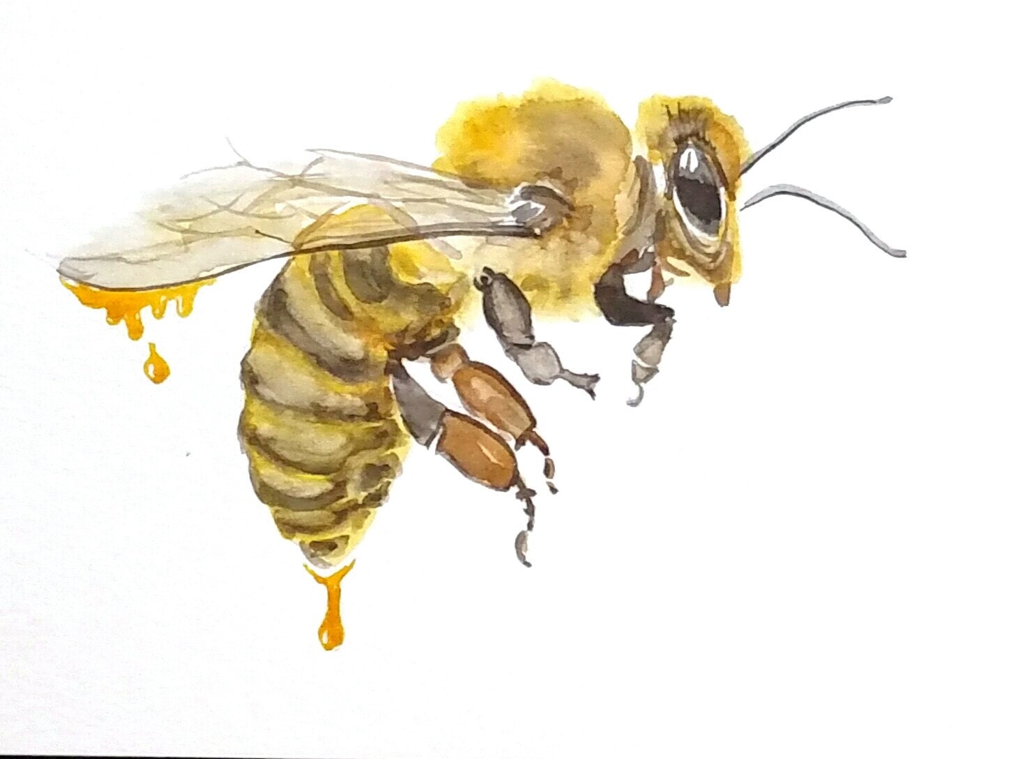 Пчела рисунок акварелью