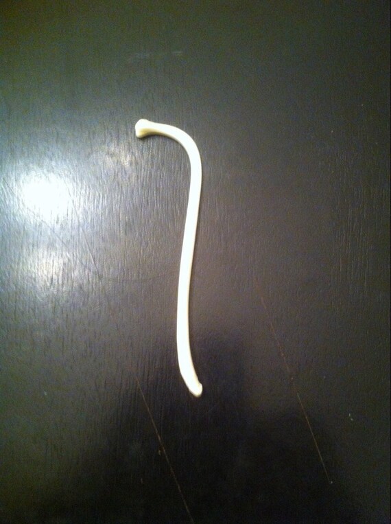 Raccoon Baculum by MIXORDIA on Etsy