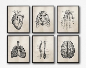 Anatomy Art Prints - Set of Six - Office Art - Medical Student Graduation Gift - Science - Doctor's Office Decor - Brown Neutral - SKU:892