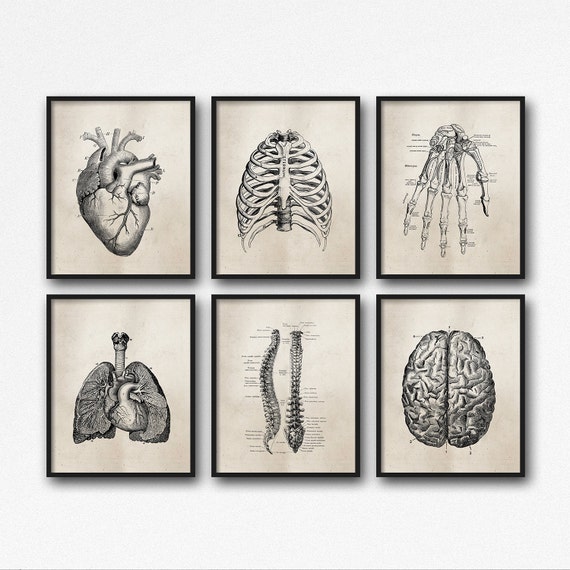 Anatomy Art Prints Office Art Medical Student Graduation