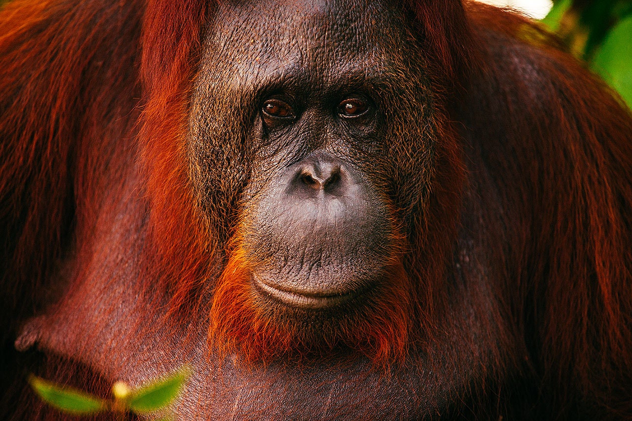  Orangutan Portrait  in Borneo Wildlife Photography