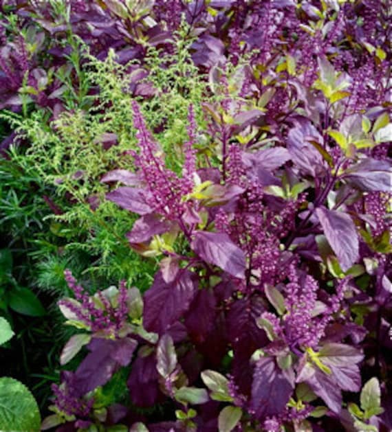 Purple HOLY BASIL seeds Krishna tulsi by HealingForestSeeds