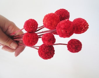 10 red Billy Balls, Billy Buttons, Crespedia, Craspedia, 10" stems for crafting, DIY projects, Fall Decor