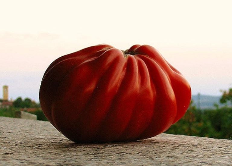 Red Pear Abruzzese Tomato Giant Heirloom From Italy