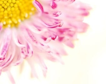 DAISY - Pink & White Flower - Spring