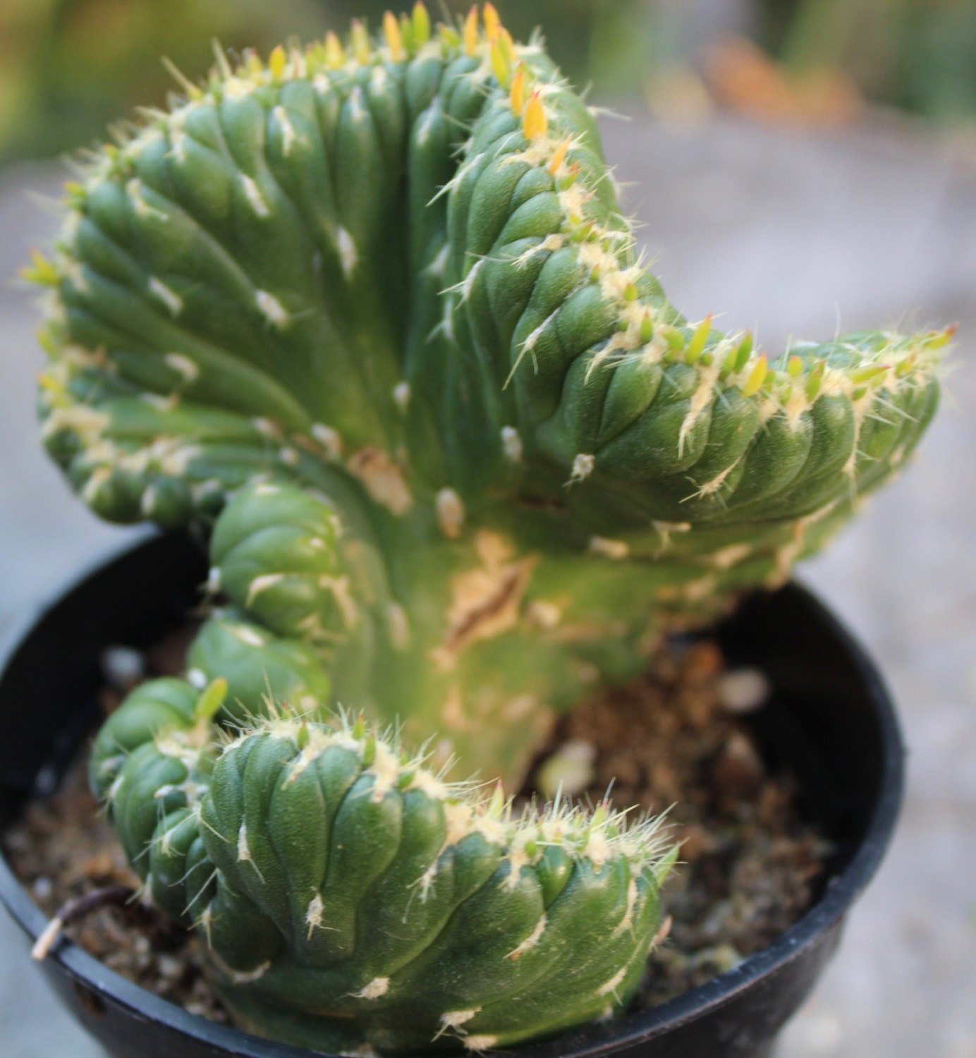 Opuntia cylindrica cristata 3.5 Pot by SucculentWonderland on Etsy