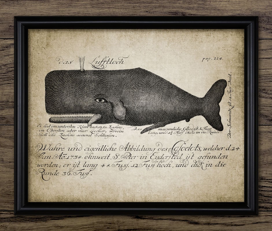 Whale Print Whale Illustration Vintage Whale Art Marine