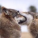 Atthis