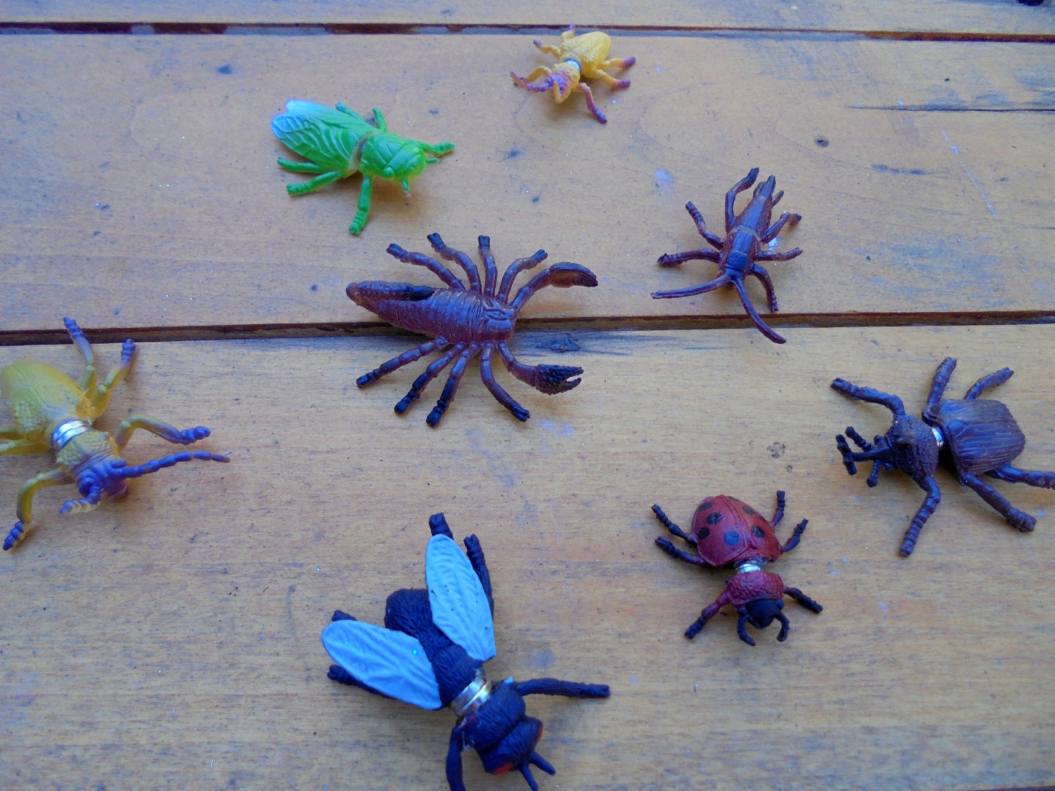 Assorted Bug Set Fridge Kid