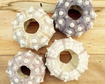 Sputnik Sea Urchin Shell/Test