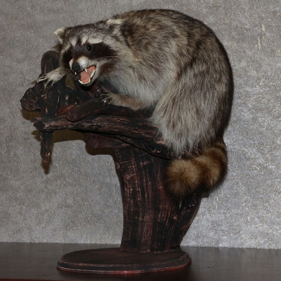 taxidermy raccoon for sale