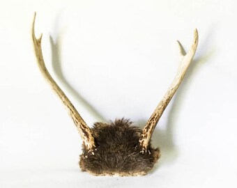 Deer Antlers - Deer Skull - Deer taxidermy antlers - Man Cave Antlers - Rustic Home Decor Antlers - 4 Point Antlers