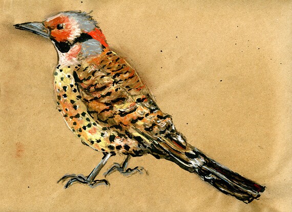 Original Drawing Northern Flicker Bird Art in Charcoal