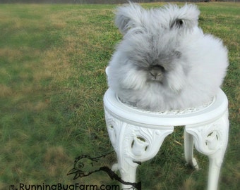 Unique angora rabbit hair related items | Etsy