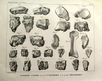 Cuneiform cuboid and Metatarsal bones ENGRAVING, 1831 antique human anatomy PRINT, old bones foot plate skeleton osteology.
