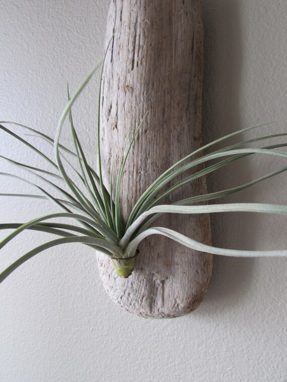 Hanging Air Plant Driftwood Planter
