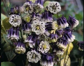 50 Seeds Aquilegia Double Pleat Blue And White Columbine Seeds