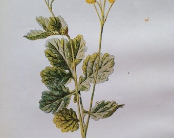 1878 CELANDINE Original Antique Botanical Lithograph - Botany - Flower - Wall Decor - Home Decor - Matted & Ready to Frame