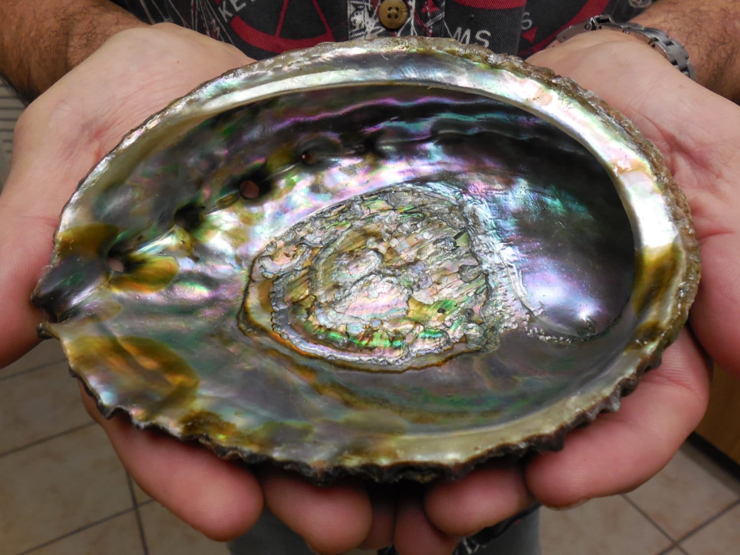 Are Abalone and Mother of Pearl the Same Thing?