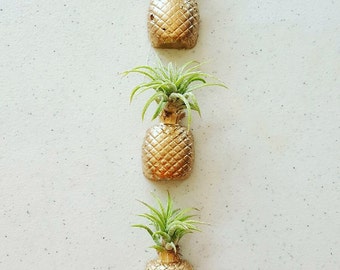 1 Pineapple Real/Living Air Plant magnet w/airplant,Pineapple decor, Air Plant Holder,Air Planter,Indoor Planter, Desk Planter,