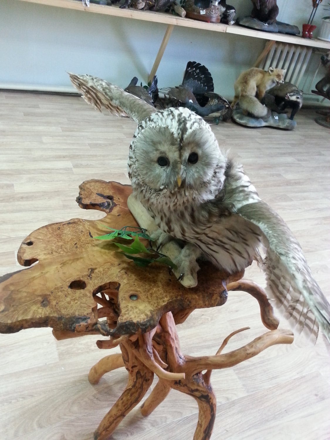 taxidermy stuffed owls for sale